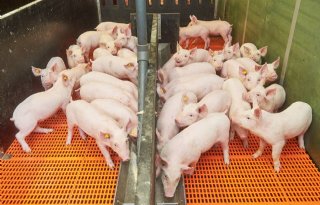 Tijdens de opfok lopen de fokgeltjes tussen de andere gespeende biggen.