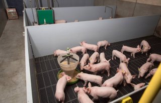 Dick Hazeleger Otterlo gespeende biggen