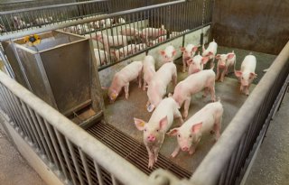 Biggenopfok Thijs Janssen Escharen