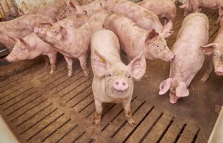 OPfokzeugen plm 6 maanden Thijs Janssen Escharen 18