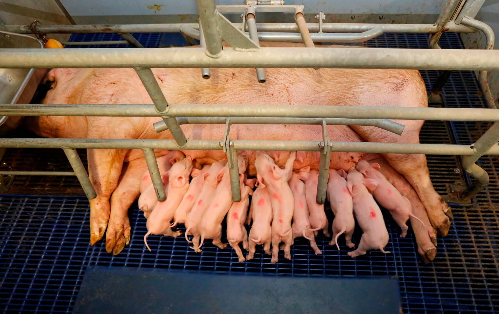 Een volle toom biggen bij de zeug. Mark wil zo weinig mogelijk overleggen. “Maar je doet het toch altijd meer dan je eigenlijk wilt. Ik denk er over na hoe ik iets doordachter kan gaan overleggen.” In de kraamstal liggen twee typen zeugen. Steentjes schakelde twee jaar geleden over op Deense genetica. De oudere zeugen zijn TOPIGS-20 zeugen.