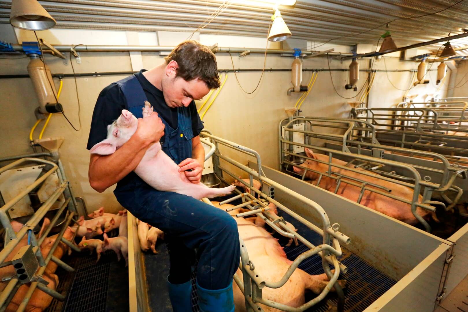 Sinds begin dit jaar fokt Steentjes zijn eigen gelten aan. Staltechnisch een kleine verandering. Ze fokten de gelten al vanaf 25 kilo op. De stap is gezet om alle risico’s op insleep van bijvoorbeeld PRRS verder te beperken. Markt controleert de biggen op het aantal spenen. Dat moeten er minimaal 14 zijn.