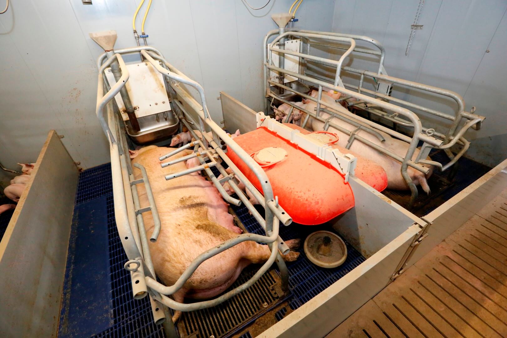 Mark experimenteert met overkapping over de biggennesten. Hij is er nog niet helemaal uit. In ieder geval wil hij graag naar een systeem waarin hij de overkappingen bij controle centraal omhoog kan halen. Een dergelijk systeem heeft hij al met de biggenlampen.