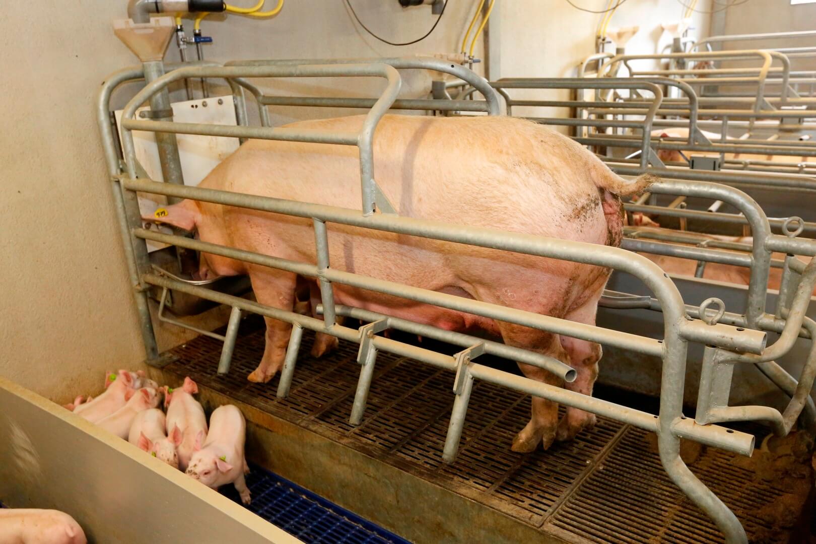 Om de biggen extra goed te beschermen zijn de kraamhokken uitgevoerd met een balansvloer.