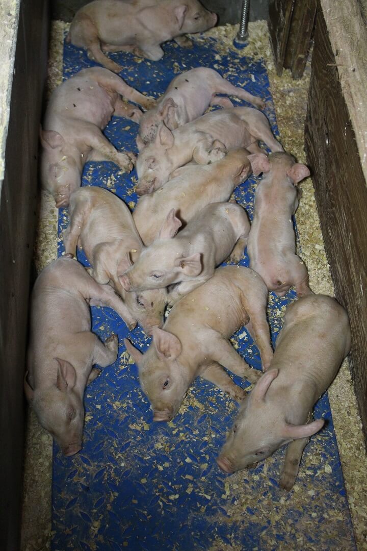 Ieder kraamhok heeft aan de voorzijde een verwarmd, dicht biggennest.