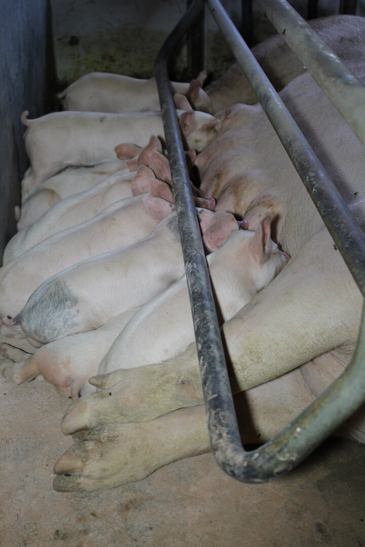 Er liggen geregeld 14 weldoorvoede biggen bij de zeugen.