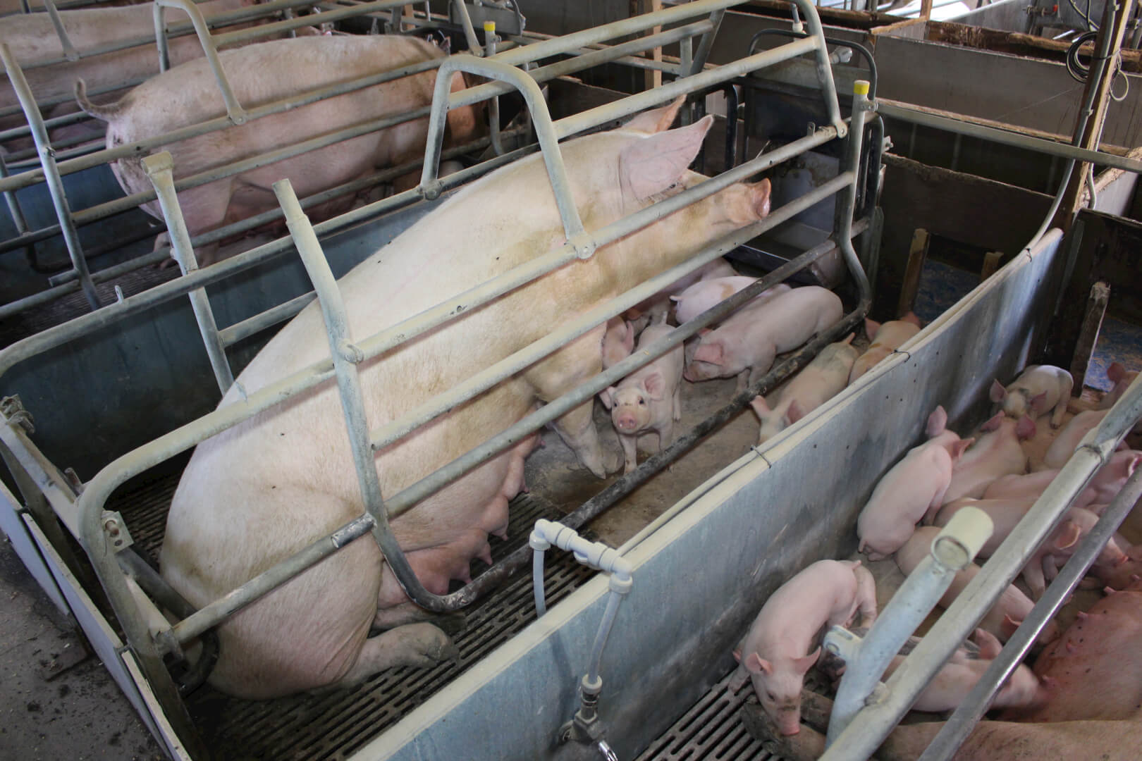 Wekelijks werpen er zeugen op het bedrijf van Andrew Paul.