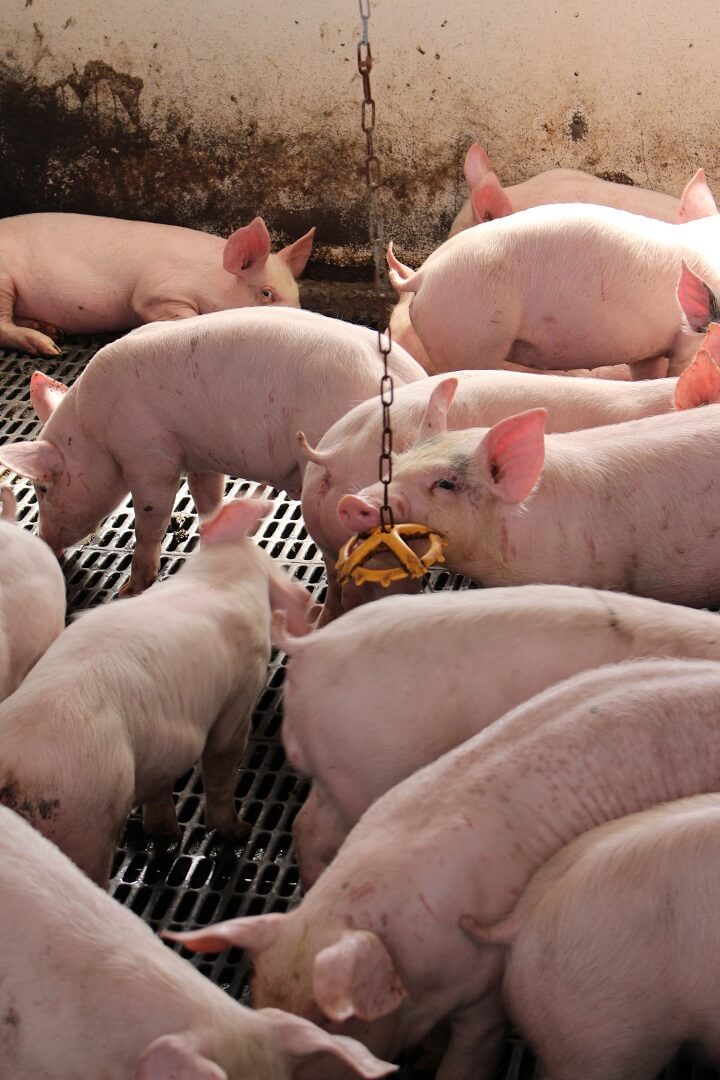 Speelgoed zorgt voor afleiding bij de gespeende biggen.