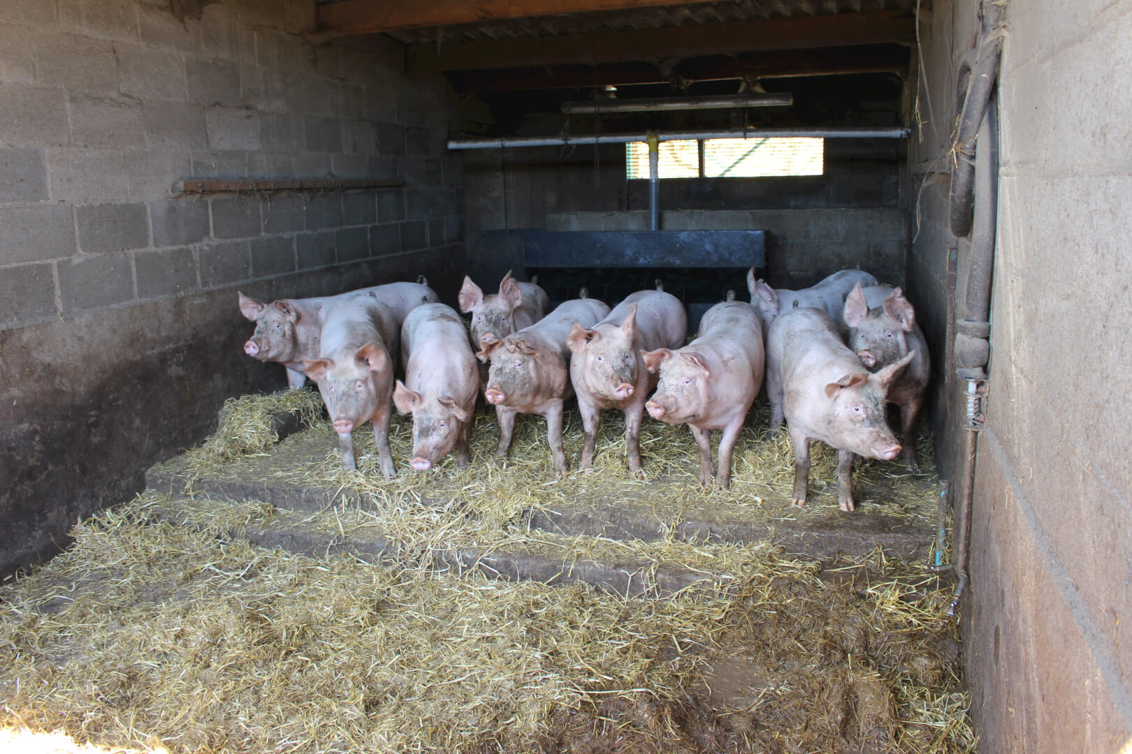 De zelf gefokte gelten staan op stro.