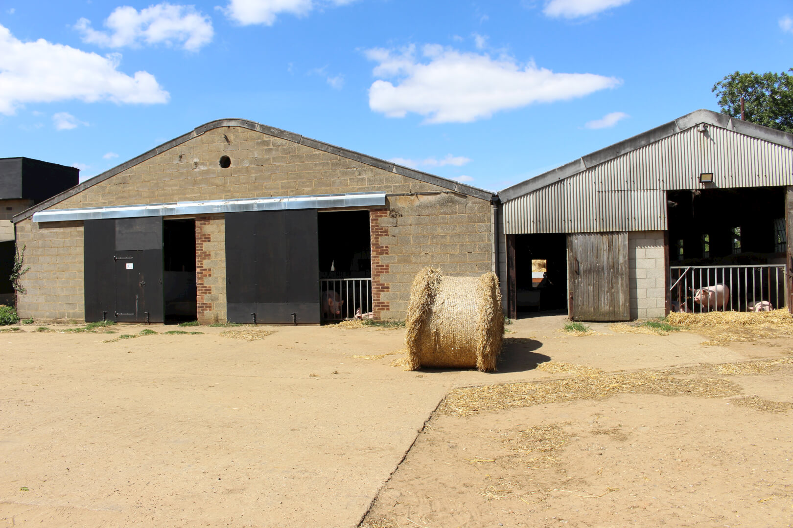 De dragende zeugen zijn verdeeld over twee stallen. Ze liggen op een strobed.