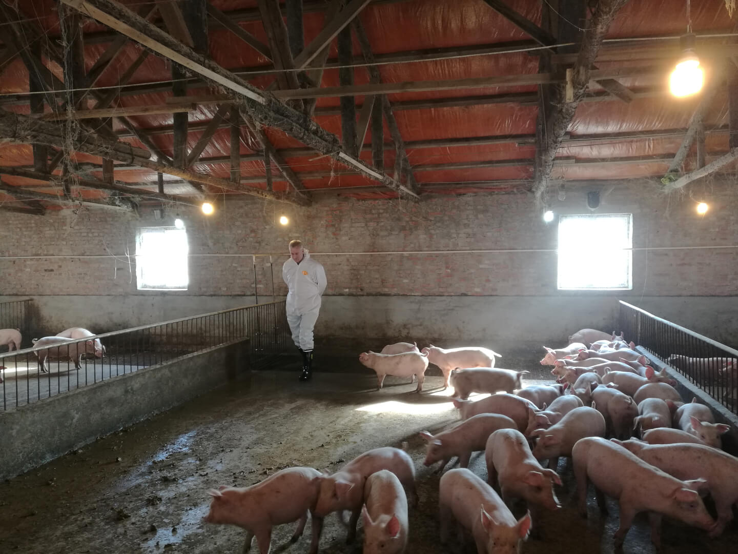 Biggen verlaten meestal direct na spenen het zeugenbedrijf. Op contract worden ze elders slachtrijp gemaakt. Meestal blijven ze in het traject van 8 tot 120 kilo in één hok. Veel dichte vloer is gangbaar en vanwege de hoge gezondheid presteren de dieren prima.  Lemmens schat de groei op 850 gram per dag. 