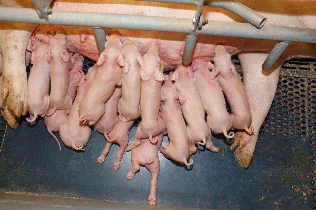 Ook het overlegbeleid is aangepakt. Biggen worden maar één keer overgelegd, op de tweede dag na de geboorte. 