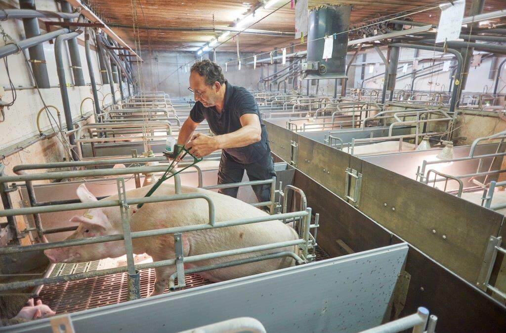 Alle zeugen worden op één dag voor de voet weg gevaccineerd, niet alleen de zeugen in het kraamhok, ook guste zeugen en dragende zeugen.