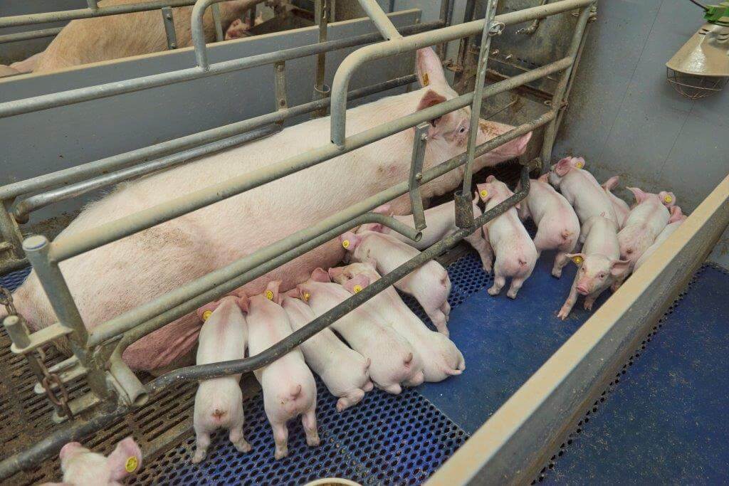 De aanpassing van het vaccinatieschema voor vlekziekte en ook PRRS en griep heeft de gezondheidsstatus verbeterd. De zeugen produceren nu mooie tomen uniforme biggen.