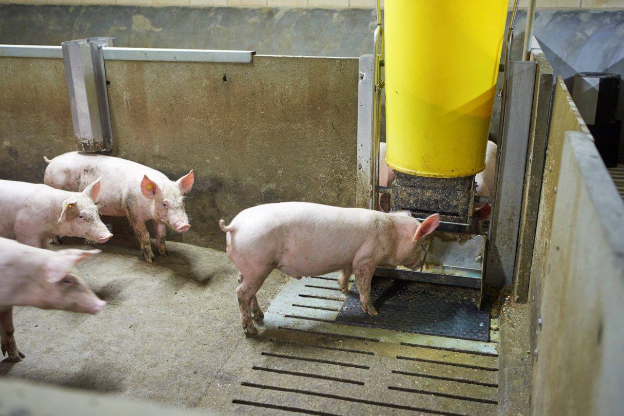 De biggen zijn in de benen gekomen en gaan meteen naar de voerbak. Hopelijk zijn ze allemaal voldoende hongerig en dorstig.