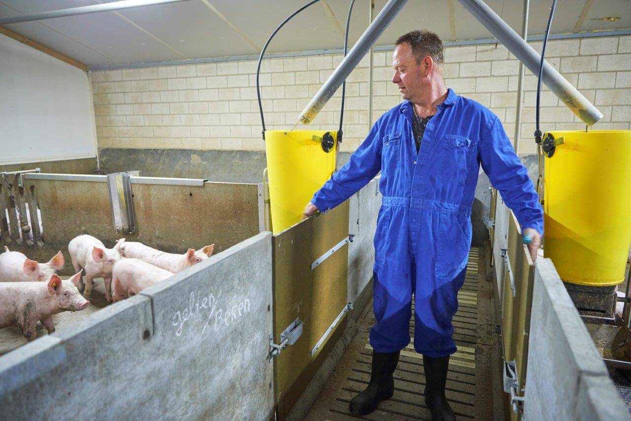 Door te rammelen aan de deurtjes wekt Van Els de te vaccineren biggen. Dit doet hij enkele uren later nog een keer.