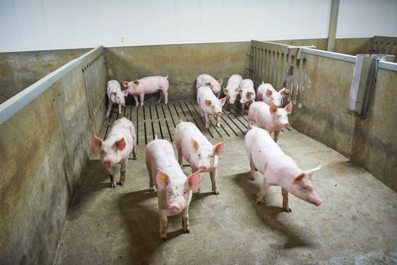 De biggen zijn alert en reageren meteen op Van Els zijn geklop op de hokafscheiding. Een teken dat ze vitaal zijn.