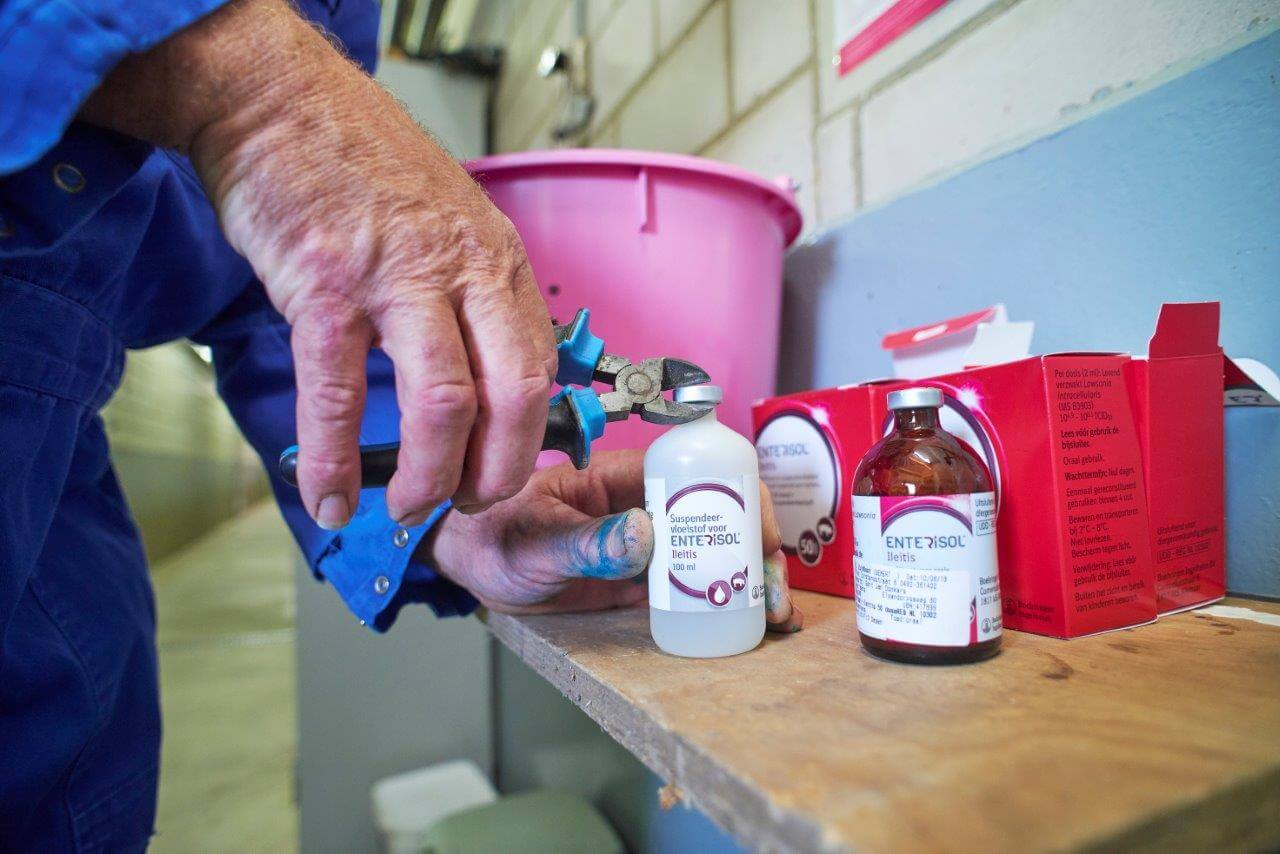 De flacon met oplosvloeistof gaat in een flesje met gevriesdroogd Enterisol. Per entronde gaan vier flesjes met het vaccin in de emmer.