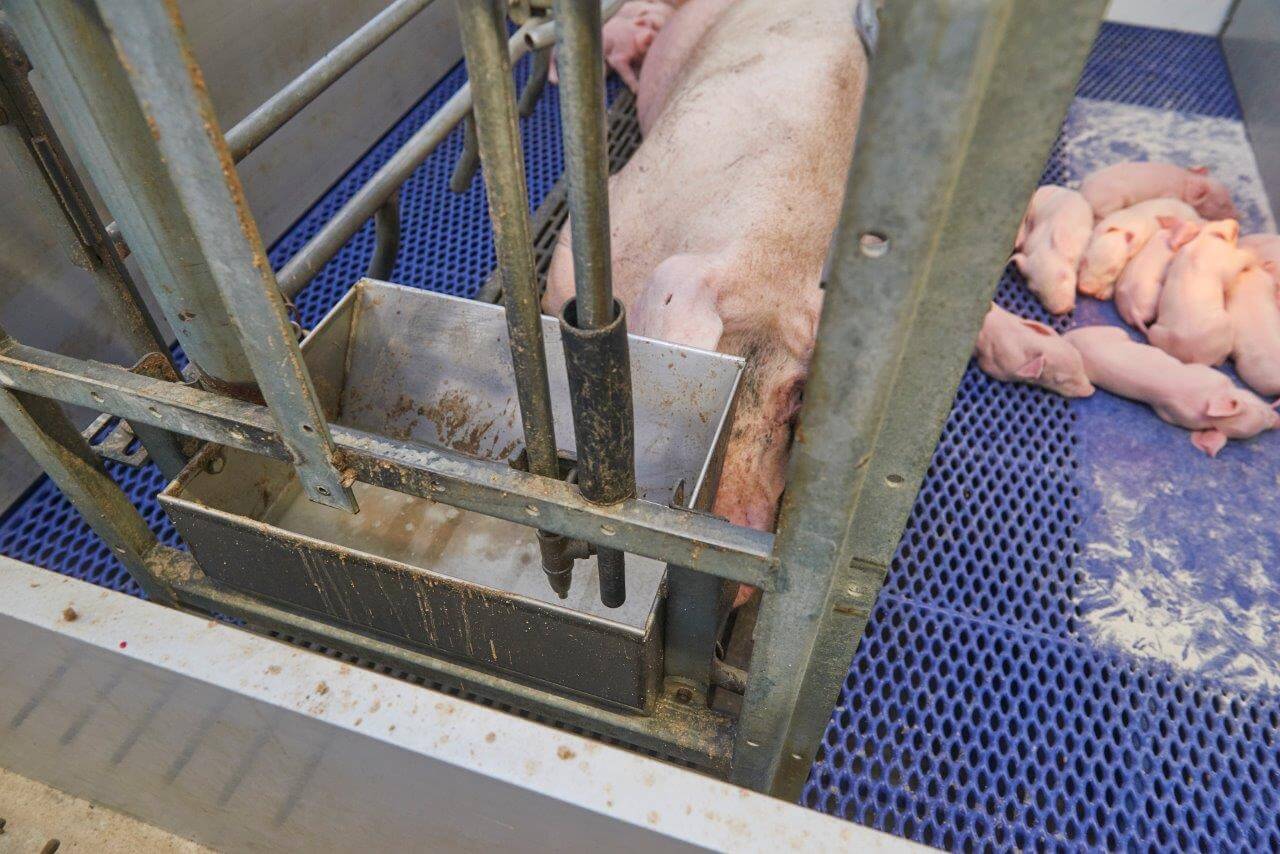 TN70-zeugen vreten goed en geven goed melk. De eerste week na werpen kunnen zeugen de grote tomen nog wel alleen aan. gemiddeld worden er 13,5 big bij de zeug gespeend.