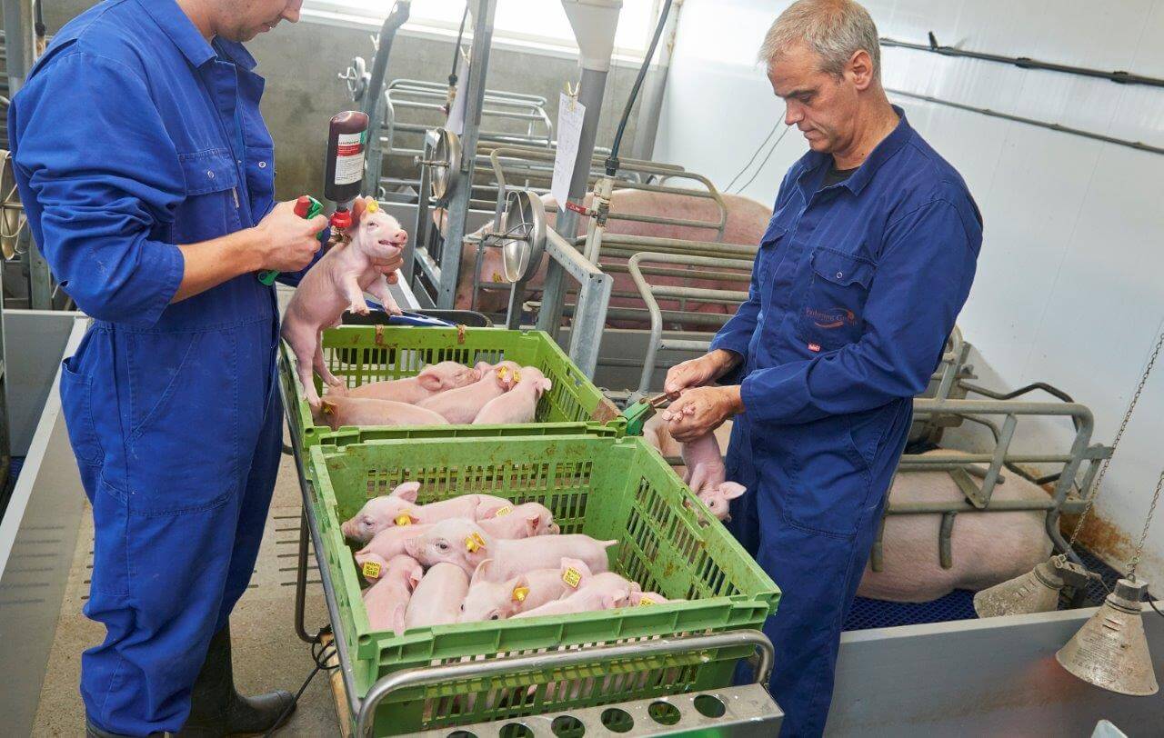 Behandeling 2: Het couperen van staarten is nog steeds iets wat Voermans niet achterwege durft te laten. Daarom is het nog steeds een wekelijks terugkerende klus op zijn bedrijf.