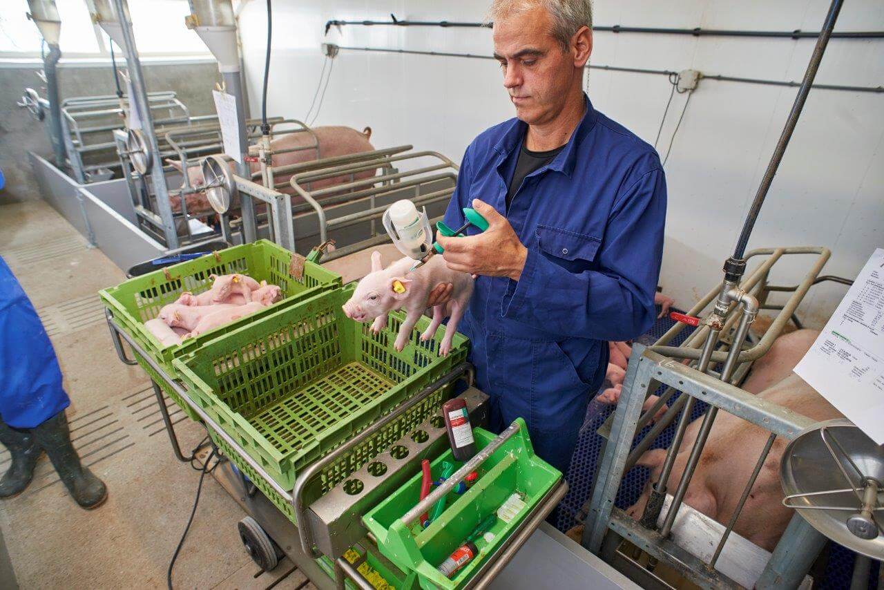 De enting met 2 cc Suvaxyn PRRS MLV krijgt elke big in de linkerkant van de nek. Deze vaccinatie maakt de big beter weerbaar tegen het PRRS-veldvirus. Het vaccin beschermt biggen tot aan de slachthaak.