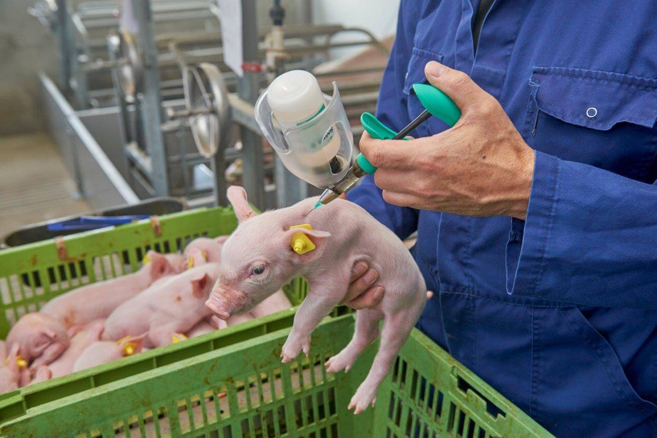 De vierde behandeling is de PRRS-vaccinatie van de big.