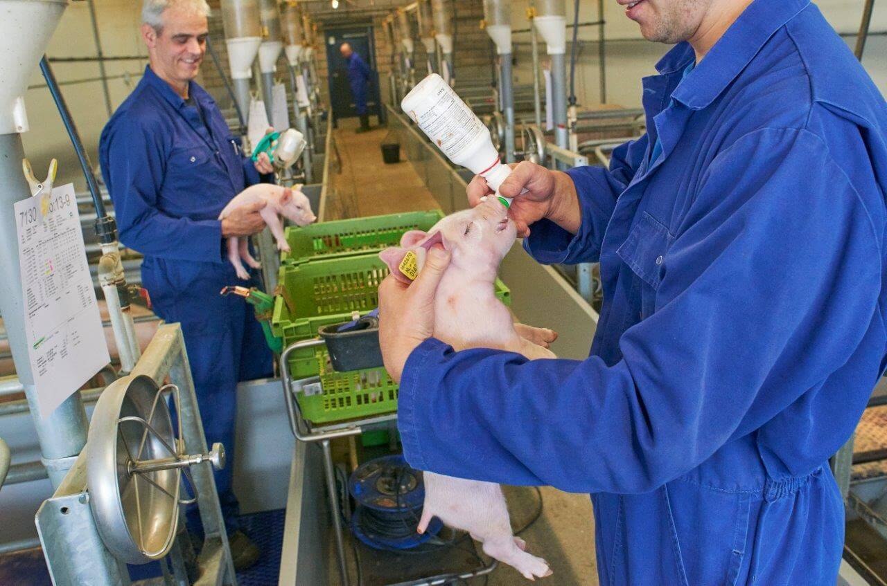 De laatste uit de reeks van vijf behandelingen is een shot Baycox in de bek van de big voordat het dier wordt teruggeplaatst bij de zeug. Het verstrekken van het middel tegen coccidiose helpt een secundaire infectie met coli te voorkomen.