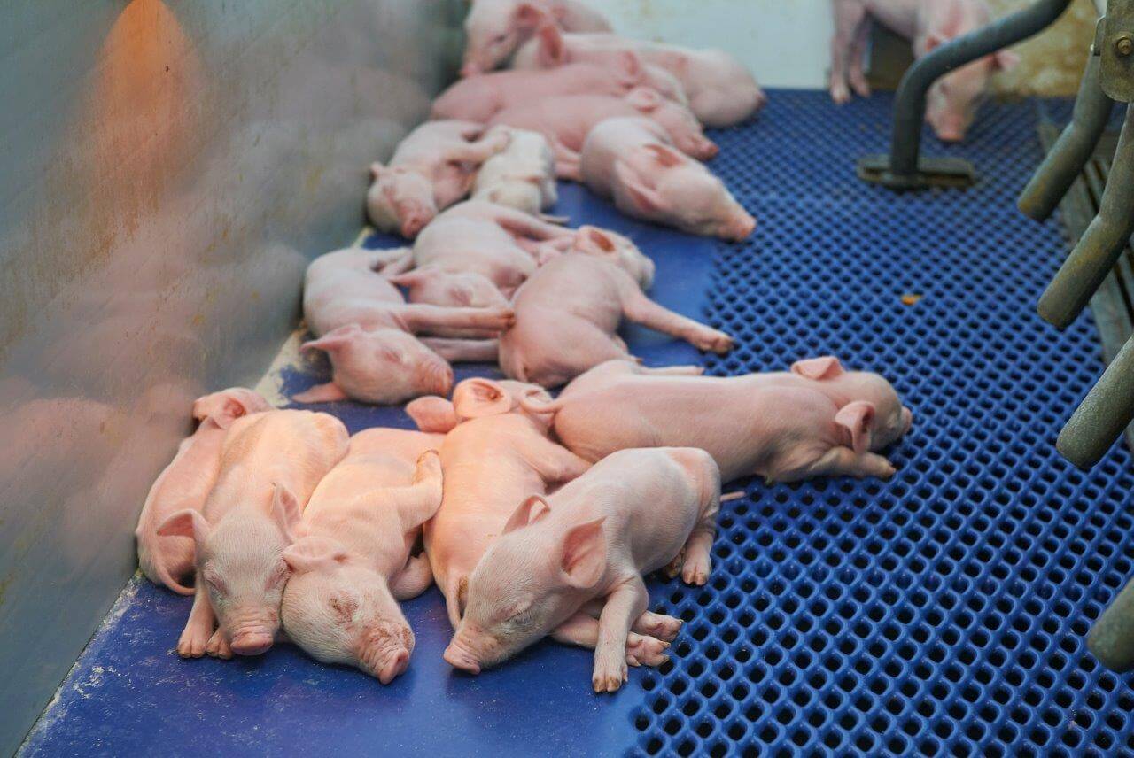 Deze grote toom van enkele dagen oude biggen ligt mooi verspreid over de verwarmde dichte vloer. Het biggencomfort is optimaal.