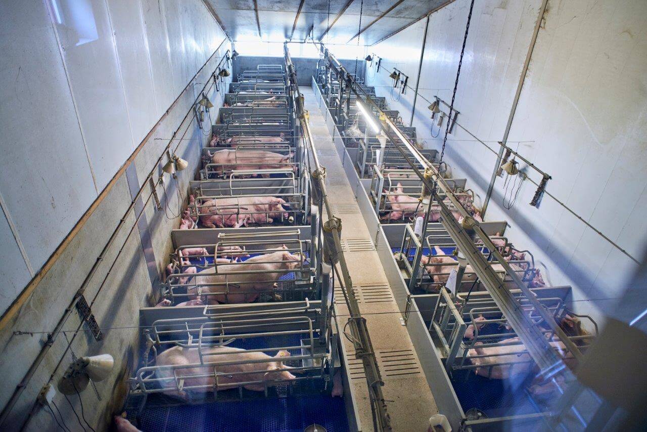 Vanuit een zichtruimte kunnen bezoekers via twee grote ramen kijken naar zeugen met biggen in twee verschillende kraamafdelingen.