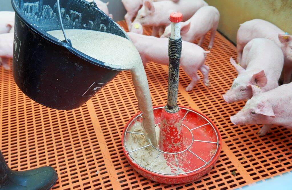 De roundfeeders bij de pas twee dagen gespeende biggen waren keurig leeggevreten. Als het nieuwe portie erin zit, zijn ze er allemaal als de kippen bij om het zoetzure goedje op te nemen.