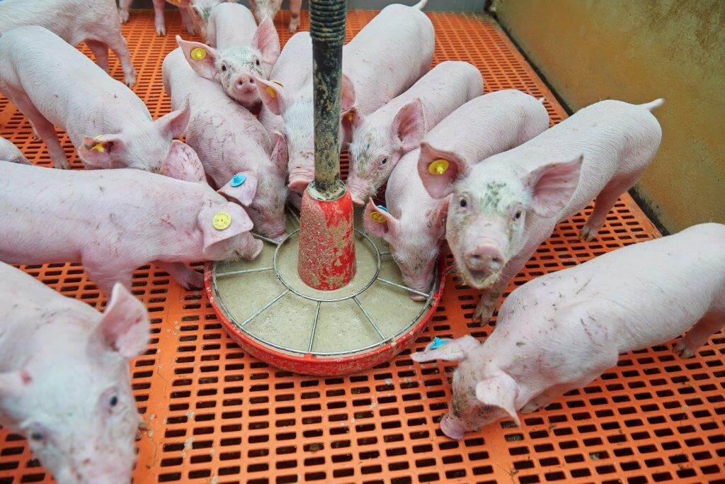 De smakelijkheid straalt er van af. Het voer is net een magneet.