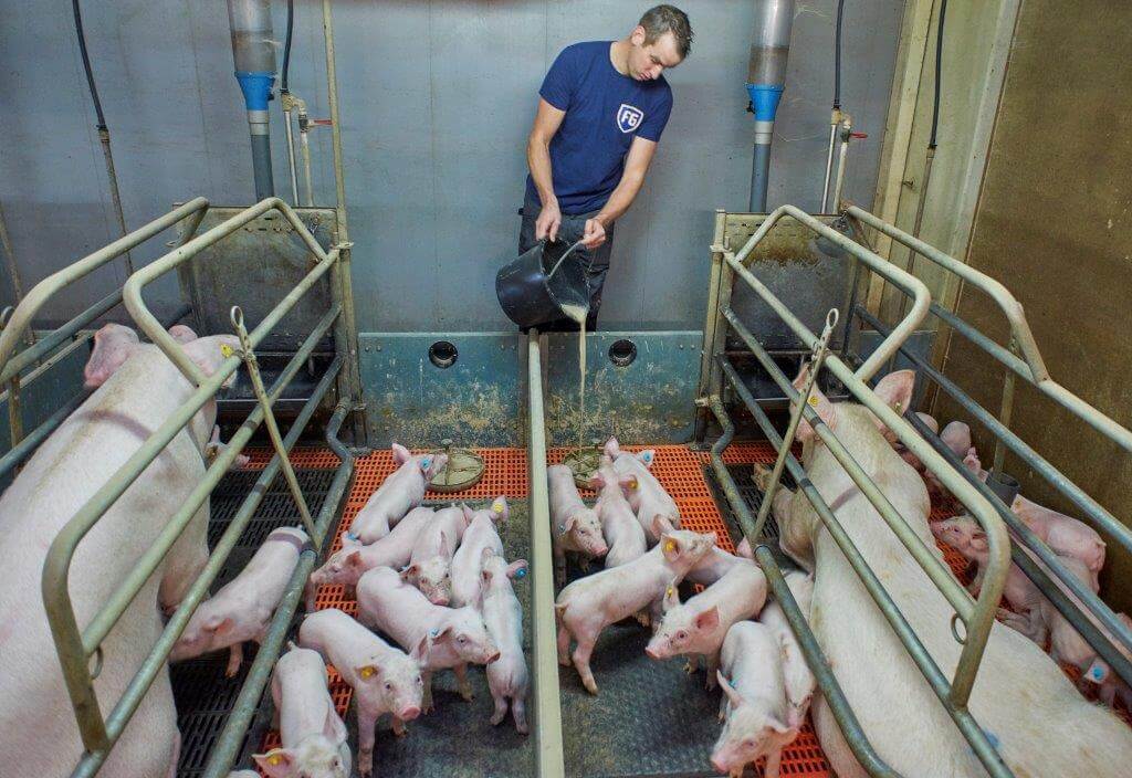 De oudere biggen bij de zeug krijgen op gevoel een portie warme brij in de voerkom. Deze ruime hoeveelheid kan hij prima met een 10-liter emmer uitdoseren.