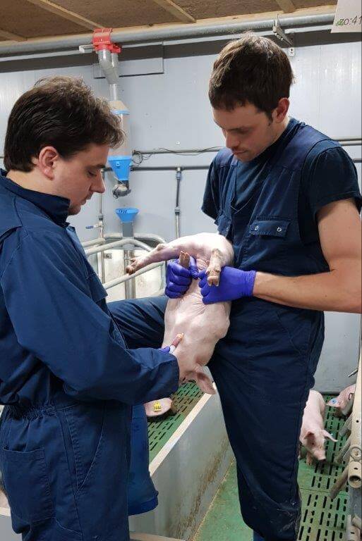 Om zeker te zijn dat het PRRS-veldvirus niet meer aanwezig is, neemt Tim van Sprang geregeld 45 bloedmonsters bij de biggen.