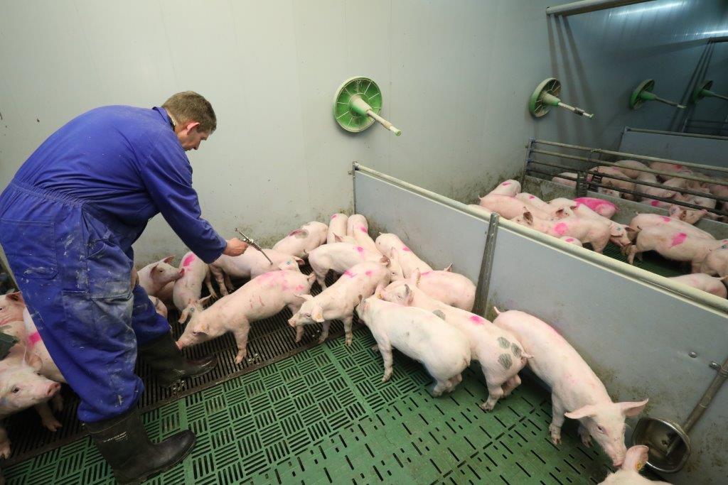 Rond het gewicht van 20 kilo krijgen de biggen een extra Mycoplasma-vaccinatie.