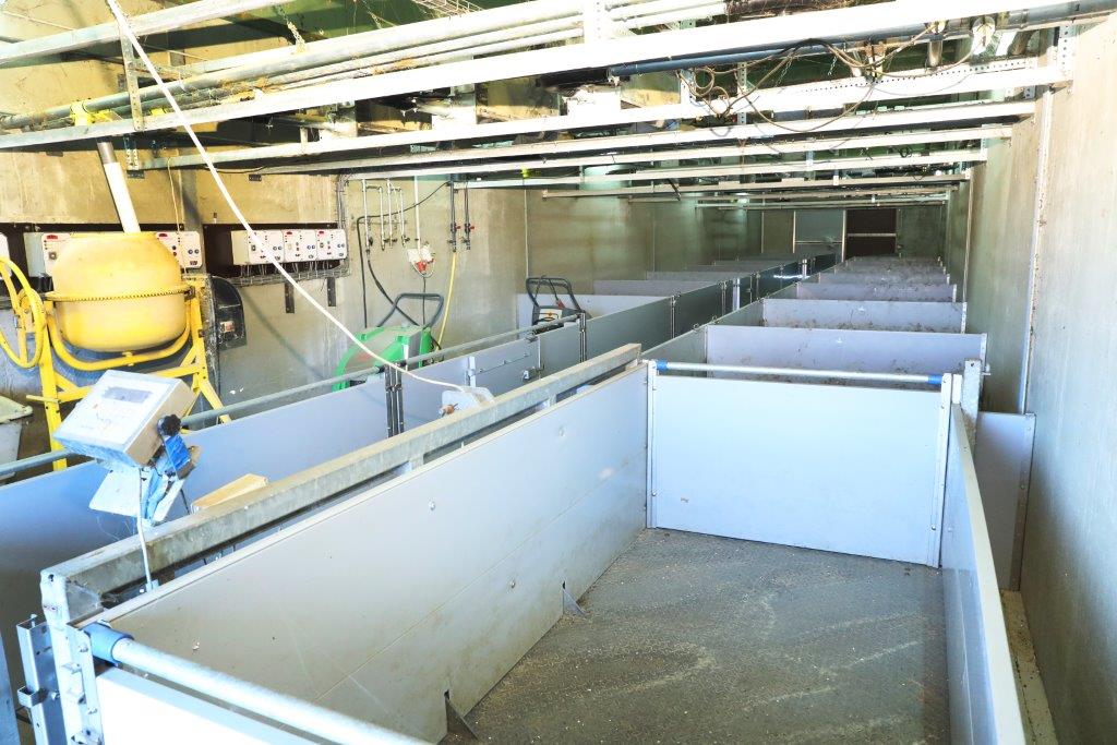 Vooraan in de afleverruimte van de biggenstal zit de weegbrug. Alle biggen worden bij levering naar de vleesvarkenslocaties gewogen.