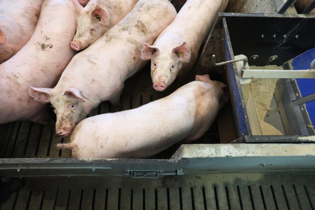 De biggen en vleesvarkens krijgen altijd vers voer. Silo’s komen altijd eerst helemaal leeg voor er weer nieuw voer in komt. De varkens krijgen daarbij altijd meel. Dat is volgens Gino beter voor de resultaten.