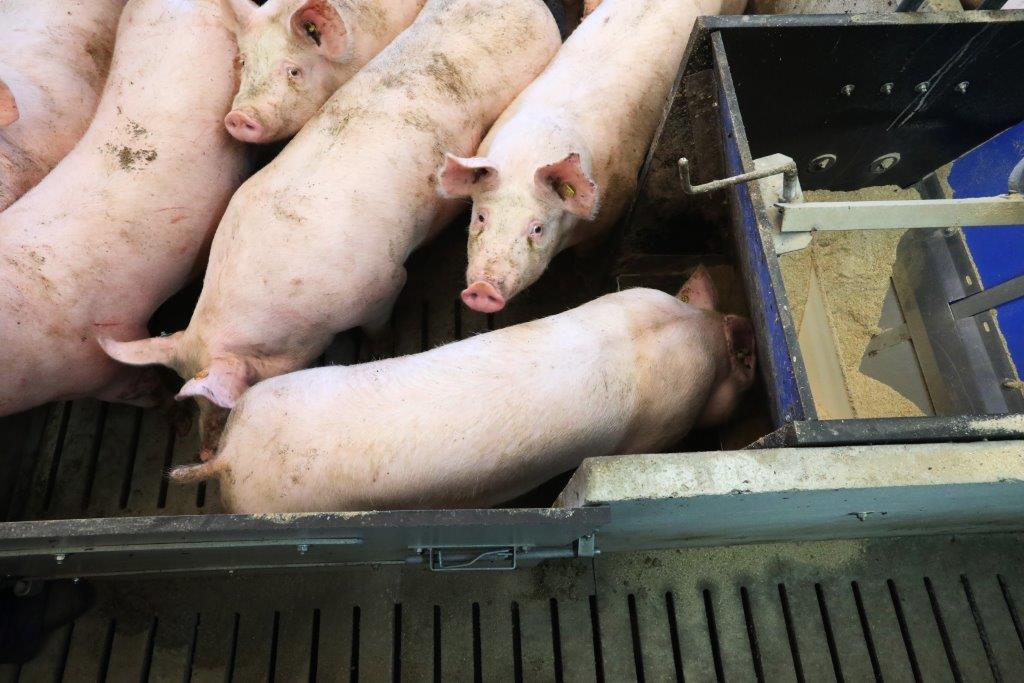 De ontvangstruimte voor de gespeende biggen. Ze lopen omhoog en worden bij aankomst goed gecheckt. Voorheen werden ze hier ook gevaccineerd. Dat gebeurt niet meer.