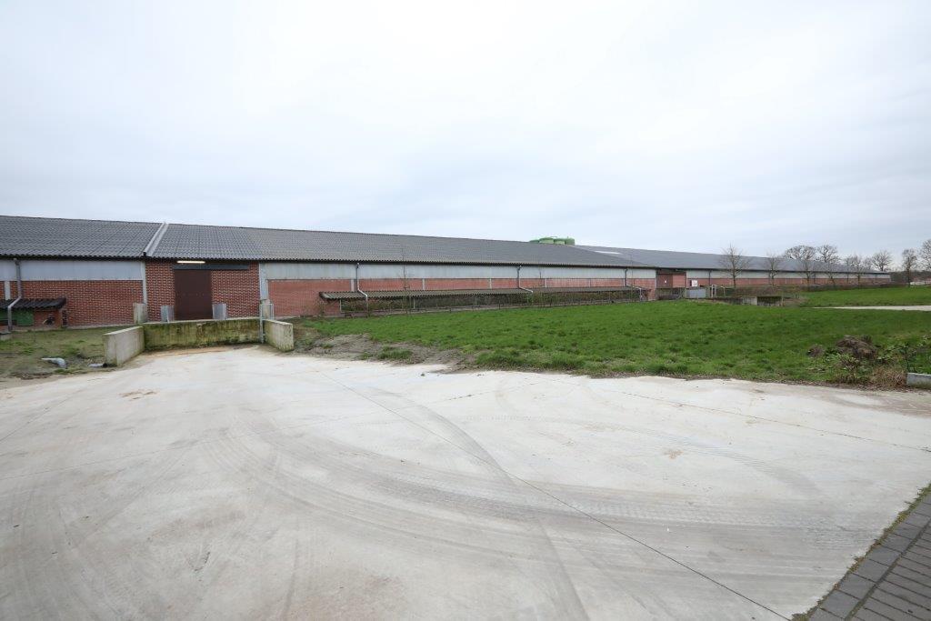 Op de voorgrond de afleverplek voor de zware biggen, rechts in beeld de aanleverplek voor de pas gespeende biggen. De routes zijn dus strikt gescheiden.