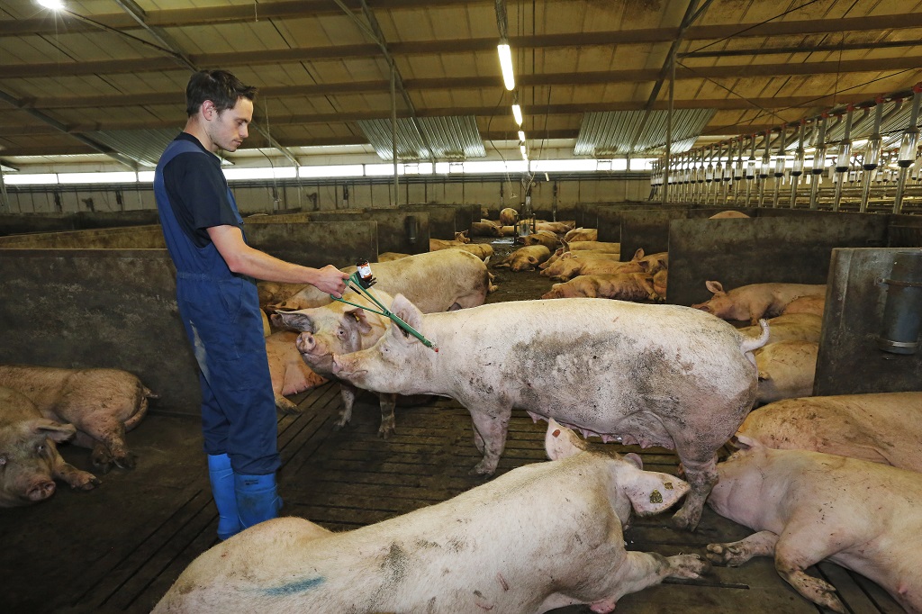 Bij de zeugen is Mark overgeschakeld naar een 6-60 vaccinatieschema met Suvaxyn.