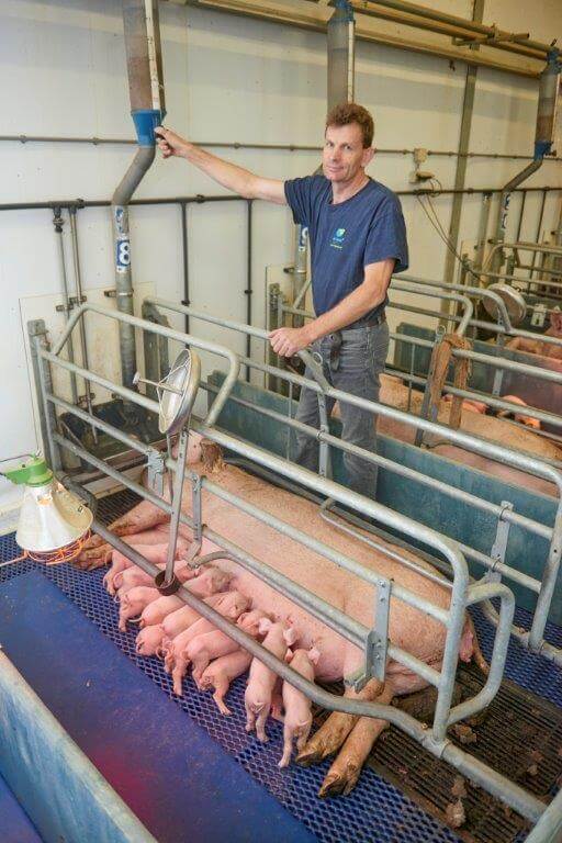 In het kraamhok voert Eric de voergift op naar 7,5 kilo bij de zeugen. Hij denkt erover om 3 maal daags te gaan voeren om de voergift nog wat te verhogen.