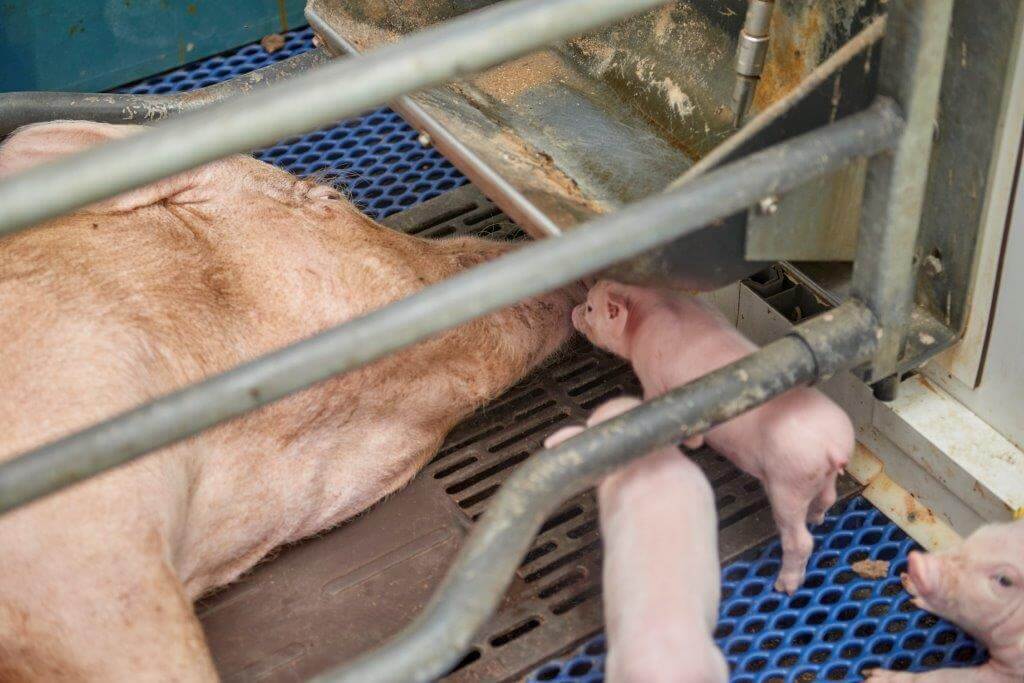 De frisse lucht komt onderlangs de mestpan, direct bij de neus van de zeug terecht. Daardoor kunnen de zeugen doorgaans gemakkelijk hun voer opnemen.