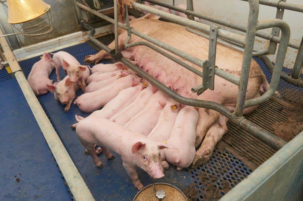 Een week voor spenen liggen er bij deze zeug nog 15 mooie stevige uniforme biggen.