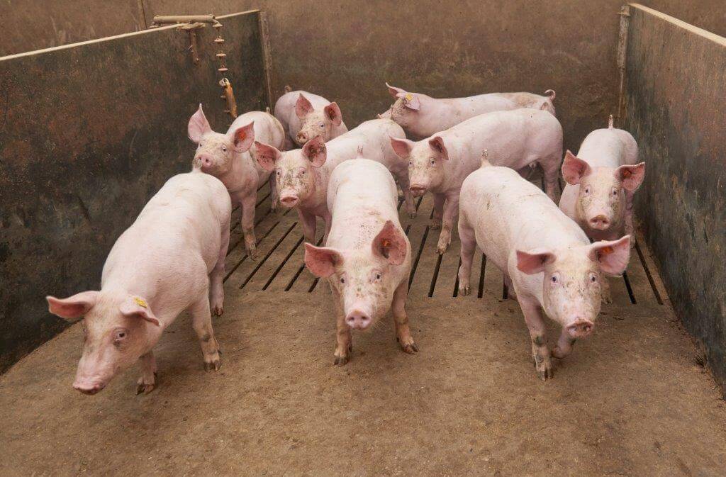 De TN70 opfokzeugen komen op een leeftijd van rond de 10 weken in de quarantainestal.