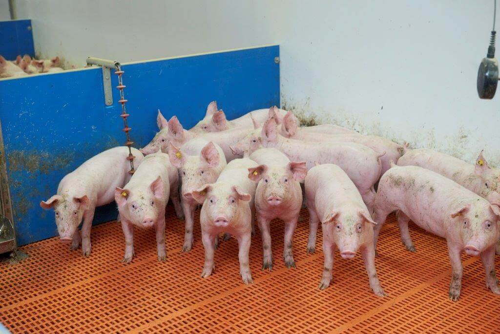 De gespeende biggen groeien door de luxe voeding 395 gram per dag, een flink eind boven het Nederlands gemiddelde.