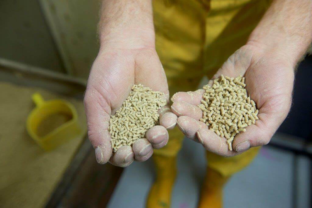 De biggen krijgen de eerste drie dagen na spenen nog speenvoer, daarna voert Eric ze een tussenvoer tot ze ruim 20 tot 22 kilo wegen.