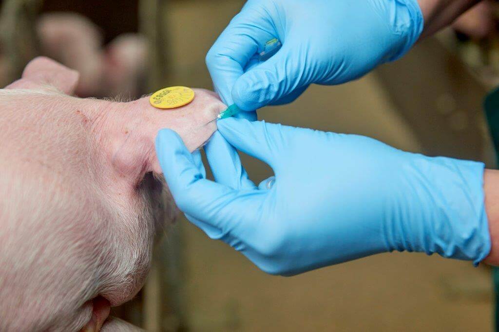 Dat doet ze met een klein prikje in een bloedvat.