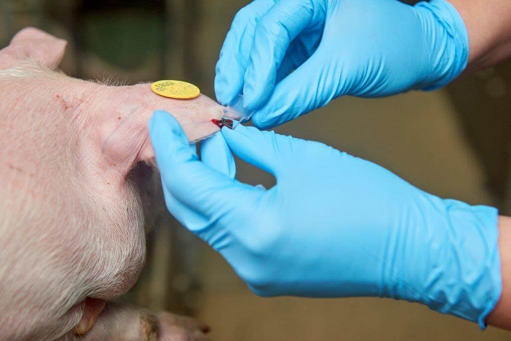 Dan zuigt ze een druppel bloed op.