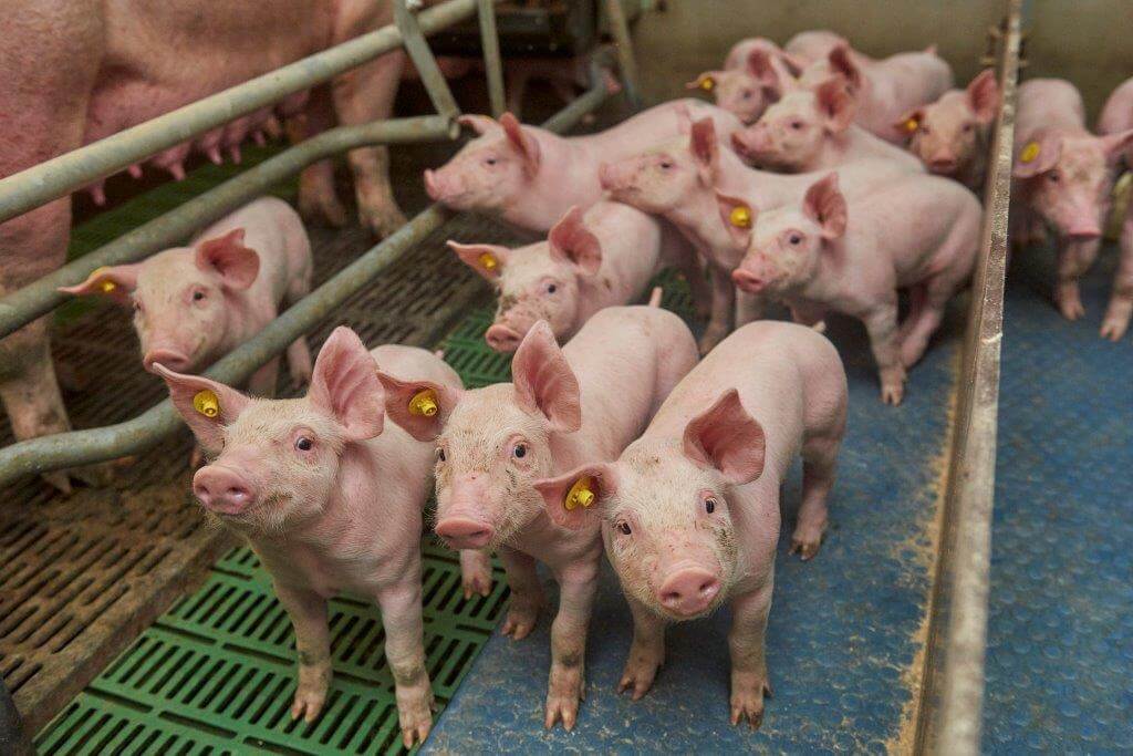 De drie weken oude biggen tonen mooi roze en groeien prima. Ze hebben dan ook geen tekort aan ijzer.