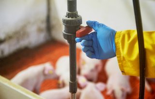 Van der Pas- water spuien biggenopfok