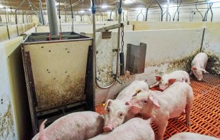 Joost Van der Pas- van Zutphen biggenopfok